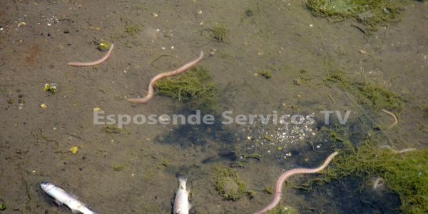 Peixes no cavado