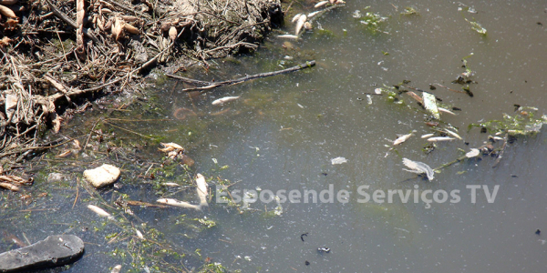 Peixes no cavado_1