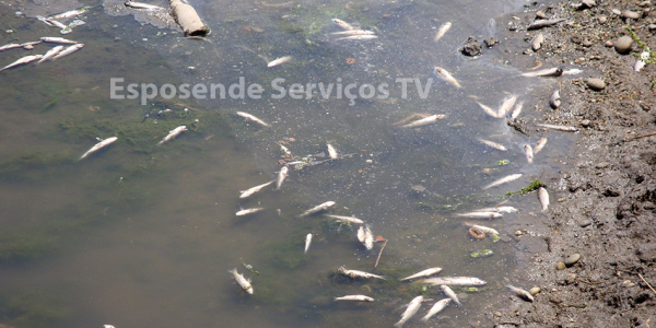 Peixes no cavado_2