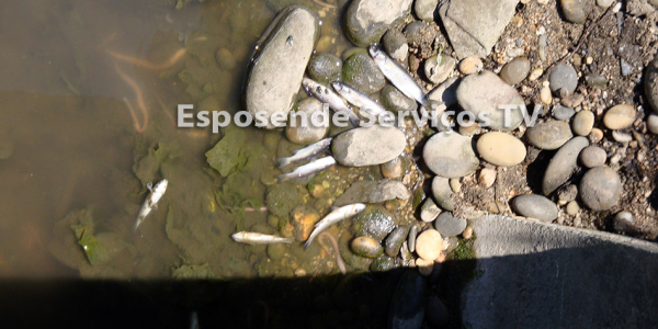 Peixes no cavado_3