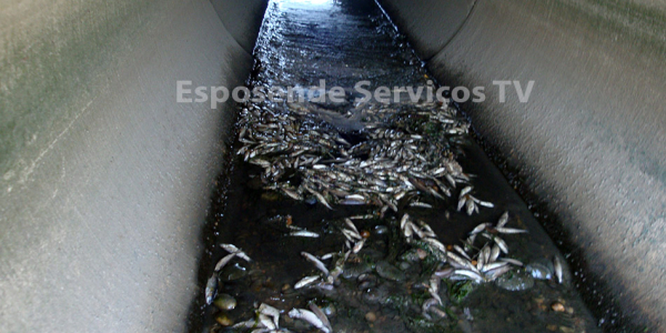 Peixes no cavado_4