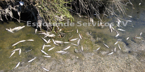 Peixes no cavado_5