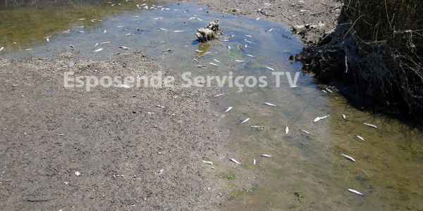 Peixes no cavado_6