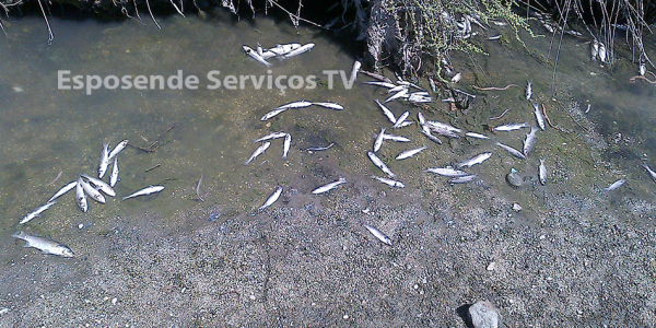 Peixes no cavado_7