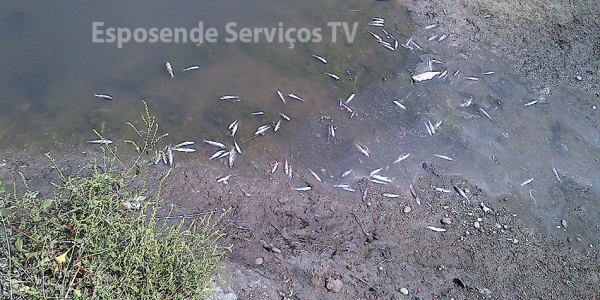 Peixes no cavado_8