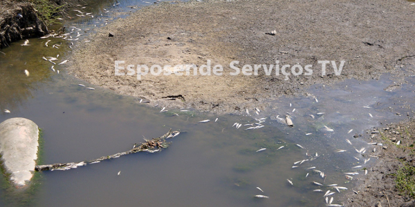 Peixes no cavado_9