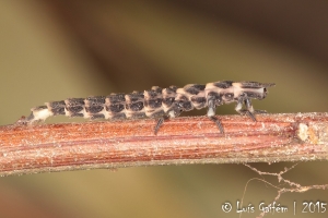 Larva de Lampyris