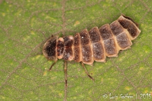 Larva de Luciola lusitanica