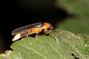 Luciola lusitanica