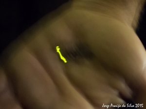 Luz emitida por larva de Lampyris