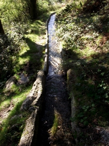 ASSOBIO____6