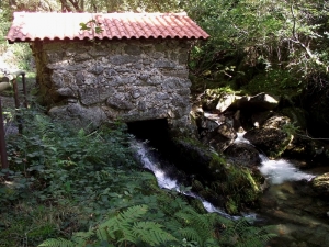 ASSOBIO____8