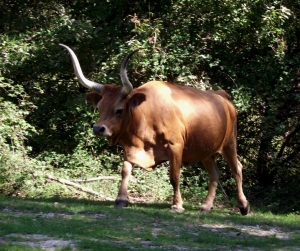 ASSOBIO____9