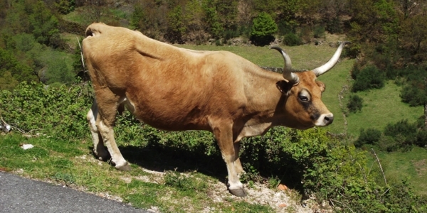 Trilho_Assobio_4