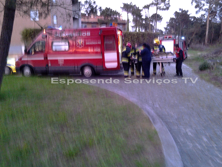 queda de arvore em Fao_1
