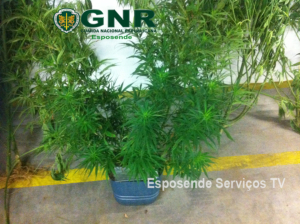 apreensao cannabis