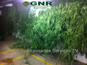 apreensao cannabis_3