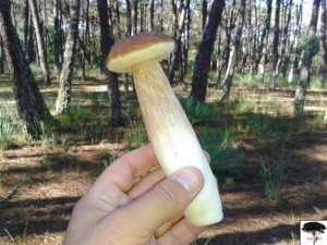 05-boletus-edulis