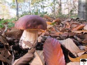 16-boletus-edulis